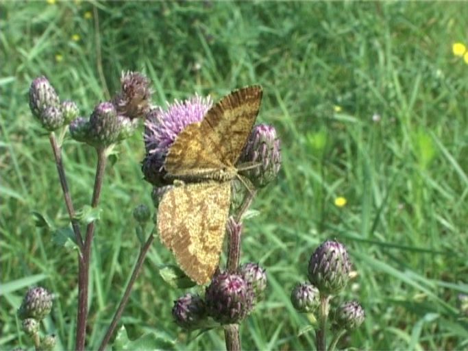 Heidespanner ( Ematurga atomaria ), Männchen : Kaiserstuhl, 14.07.2006